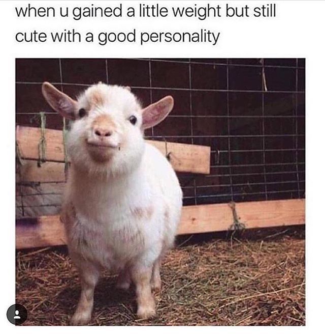 creolbrothers's tweet image. ift.tt/2PPi9mh — #hello 🐑🤗 #goodpersonality @acollectionofawesome #cute #lol #true #winterbody #itsallgood #creolbrothers #refreshtodeath #spreadthelove ❤️