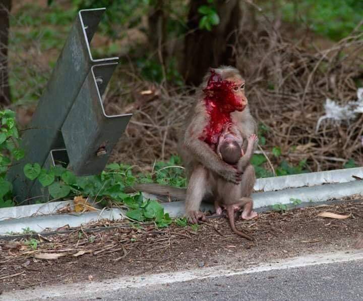 Please Drive Slowly & Don't Kill Animals
Notice : They Have Family Too 😐. (Daman e Koh, Islamabad)
#ExpressNews
#ZulfiBukhari
#ItsTimeToAct