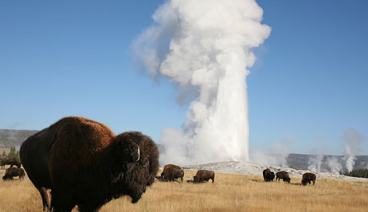 MaderaOutpost's tweet image. Has anyone ever seen a Buffalo up close? Leave a comment below and tell us about a close encounter you’ve had while camping or hiking! #OldFaithful in #YellowstoneNationalPark Use MADERA40 for 40% off outdoor gear! Black Friday deals are happening now! bit.ly/2D9ofbQ