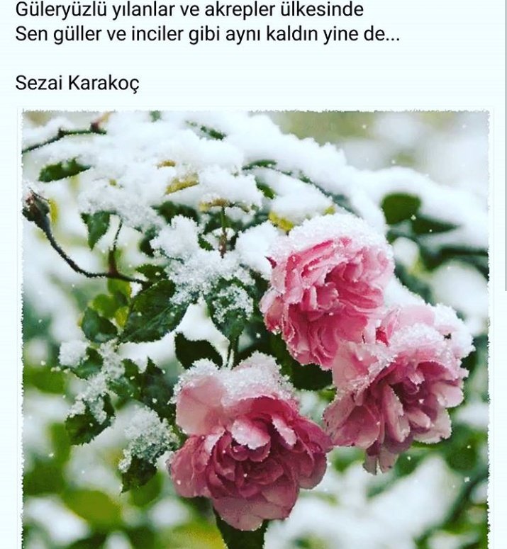 UmmuHira's tweet image. Kasımdayız şimdi,
Fırtına, boran,
Önümüz Aralık...
Önümüz kış...
Geçer!
İğdelere, eriklere karışır bahar,
Peşi sıra yaz gelir,
Masmavi gök,
Allı pullu sahiller,
Karpuz kabukları derken,
Bir bakmışsın Eylül girer bacadan,
Sararır, dökülür yapraklar,🍂🌼🍂

#1Not