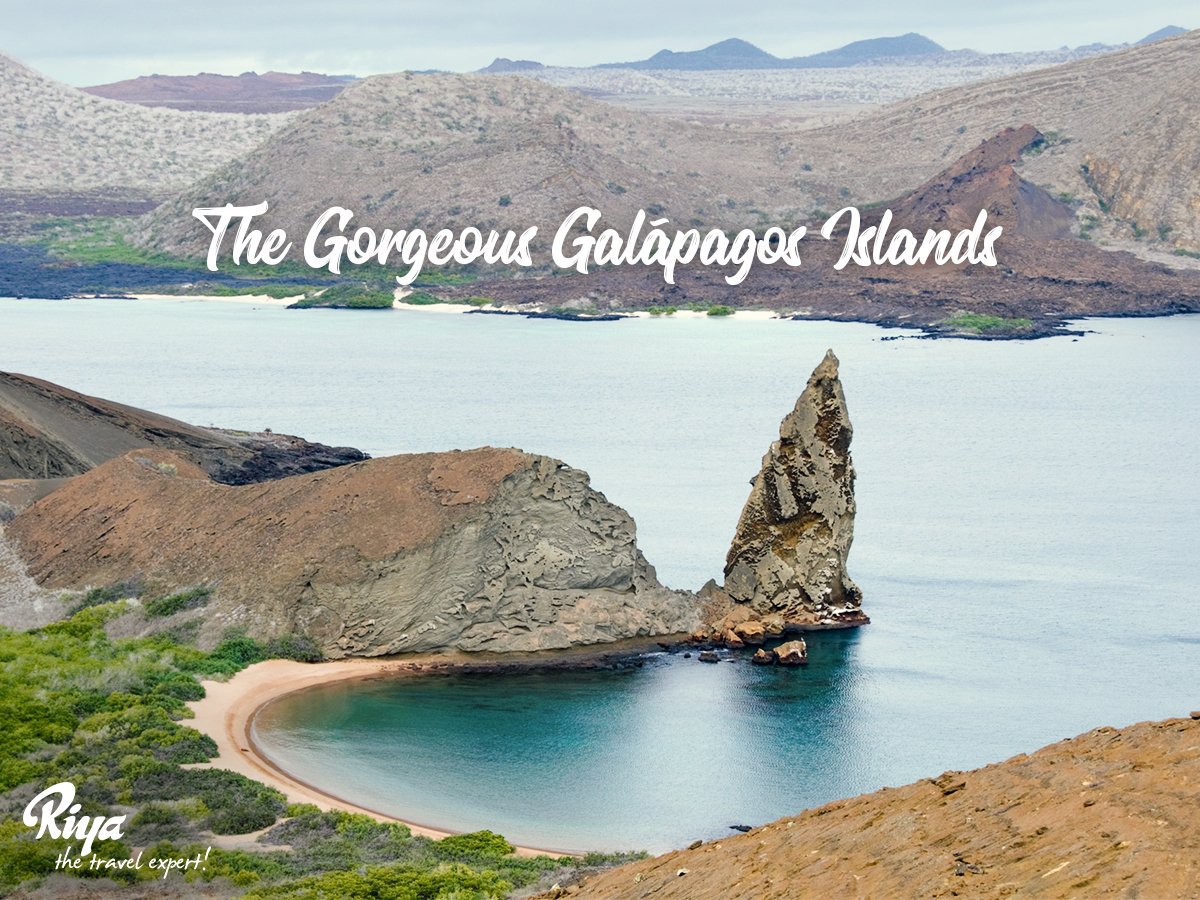 Riyatravelinc's tweet photo. An archipelago of volcanic islands, Galápagos Islands is situated in Ecuador and offers a view of dramatic landscapes and houses friendly wildlife.
#galápagosislands #volcanicisland #ecuador #southamerica #RiyaTravel #travel #traveldiaries #beautifuldestinations #mondayvibes https://t.co/RUDSGvtJj7