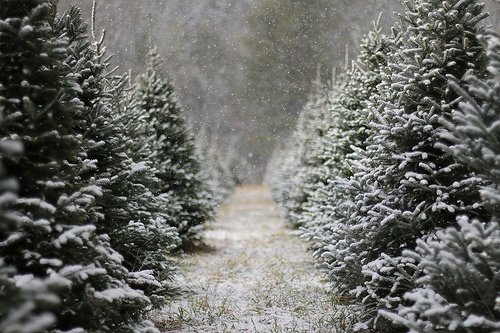 Planterama Design tweet media