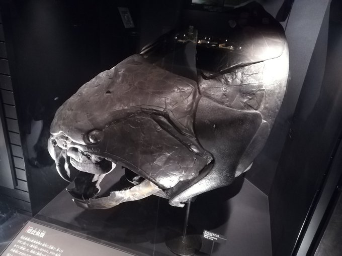 ダンクル オステ ウス テイム 古代の装甲巨大魚 ダンクルオステウス を調べてみたら めっちゃカッコイイことが分かった ガジェット通信 Getnews