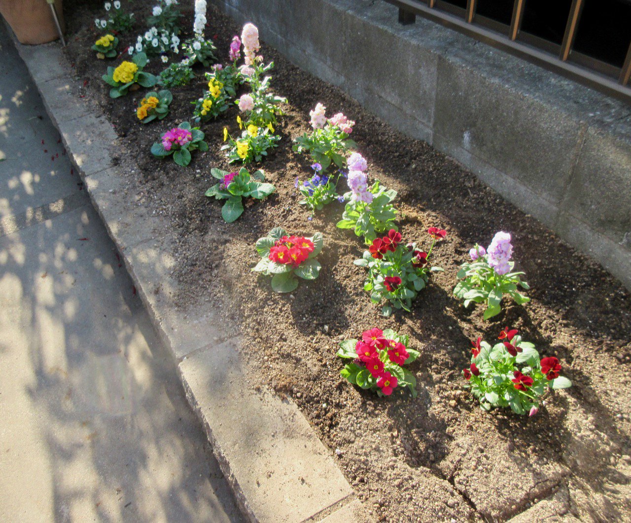 にめぬ ちゆせぼg Auf Twitter 未完だった 冬花壇 近所のホームセンターにストックが入荷したので仕上がりました 単純な列植ですが 見えている ストック ビオラ プリムラの他に チューリップとクロッカスが仕込んであるので 春に一気に変化します ストック