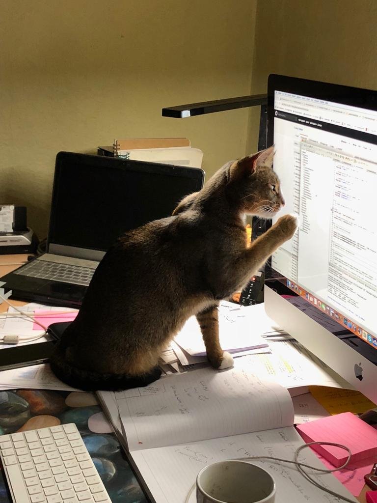 _randomandy_'s tweet image. Not sure this is entirely how source code peer reviews are supposed to work. #catcoding