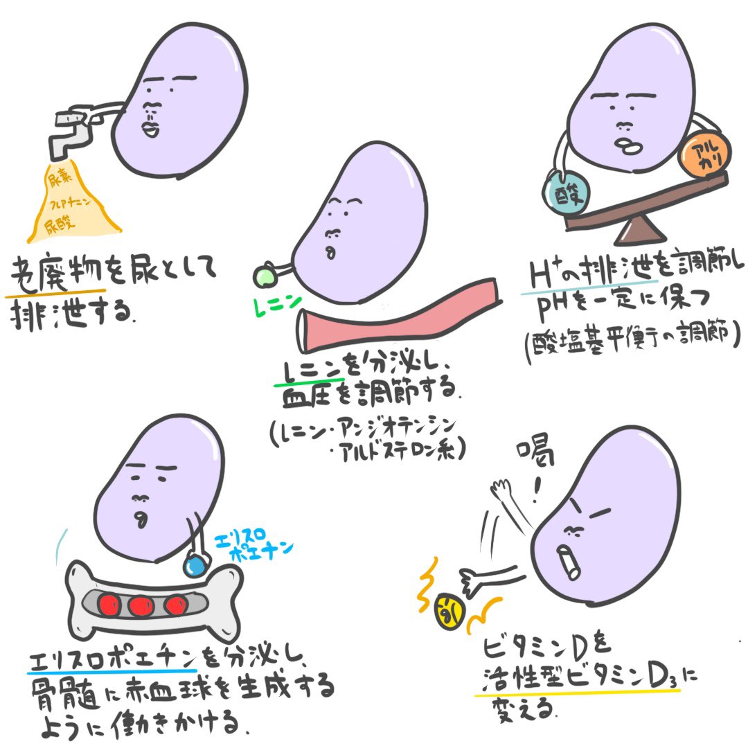 ゴロ 解剖生理イラスト Auf Twitter パッと見で分かる 腎臓の働き イラストでポップに覚える