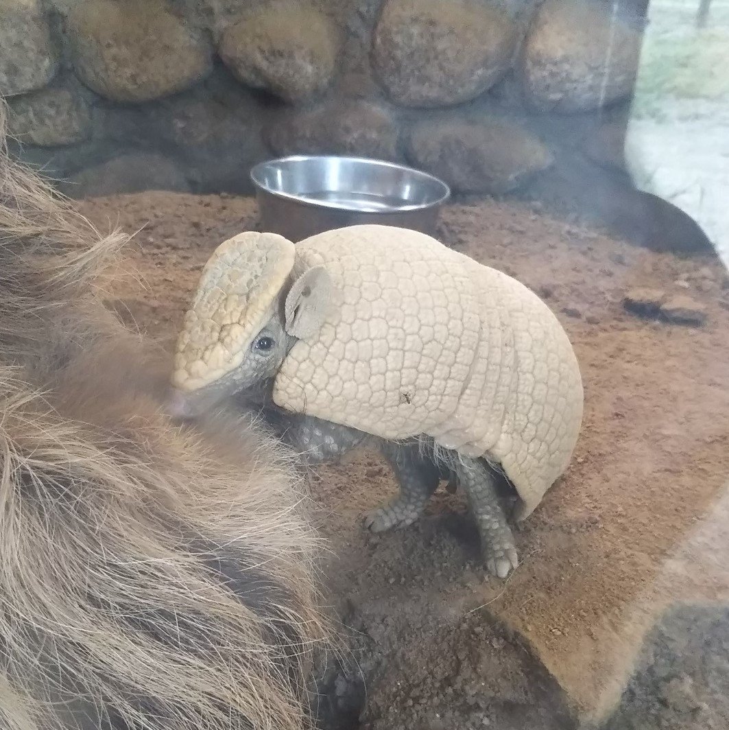 ムートロス みさき公園の マタコミツオビアルマジロ の名前はそのまま マタコ ミツオ ビー アル マジロウ だったけど 近頃はマジロウが神戸どうぶつ王国に ビーが熊本市動植物園に引っ越して マルチン が産まれたので今は マタコ ミツオ