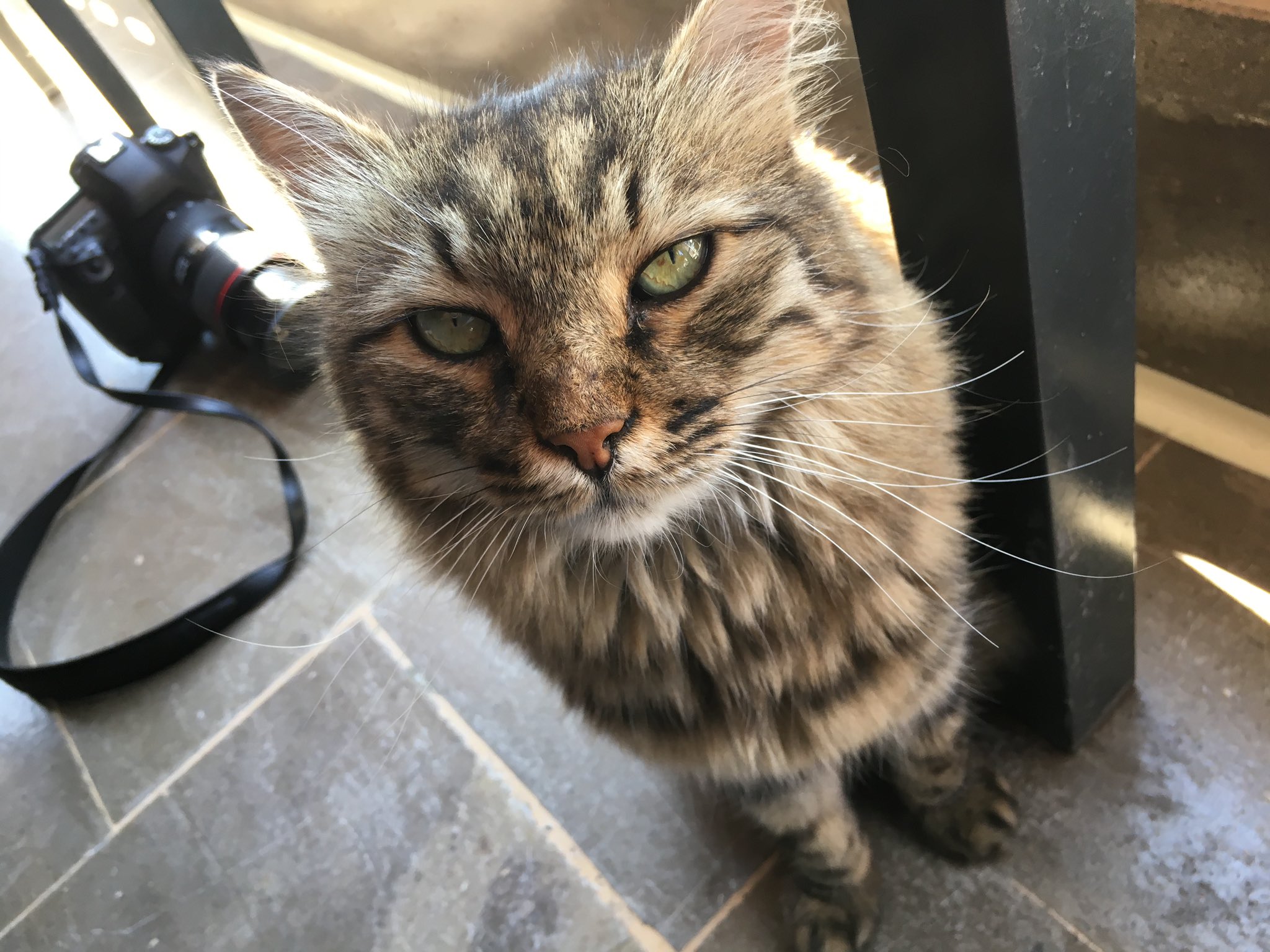 山本美月 インスタのりんごの私の下には この猫さま トルコは猫さま王国 P みづきと行くトルコ Mizuki