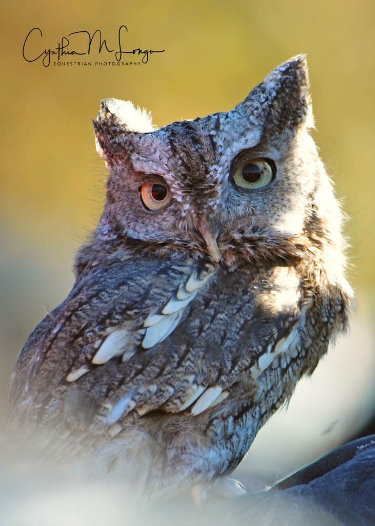 Eastern Screech #Owl! 🦉 💜 
#raptor #nature #wildlifephotography #wildlife #birds #birdsofprey #owlmoon #raptorrehabilitation