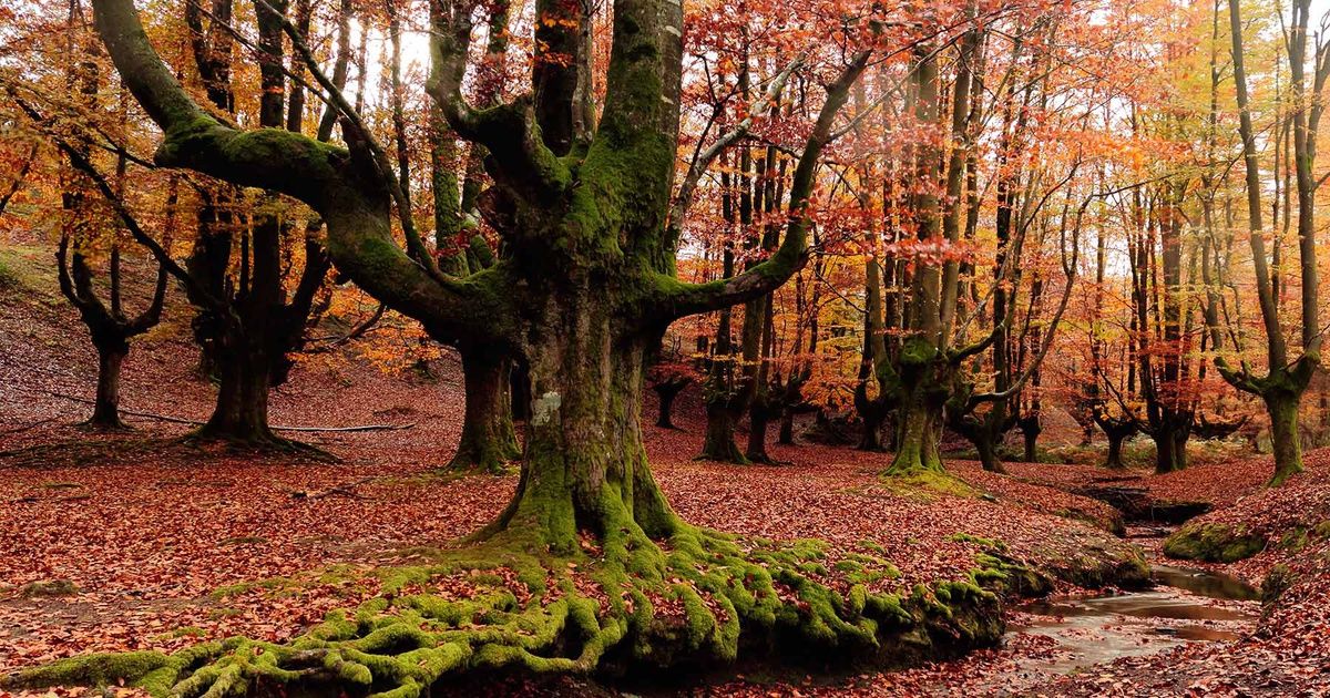 areavan's tweet image. Un viaje otoñal por los hayedos más bonitos de España buff.ly/2QyyVmA vía @CNTravelerSpain