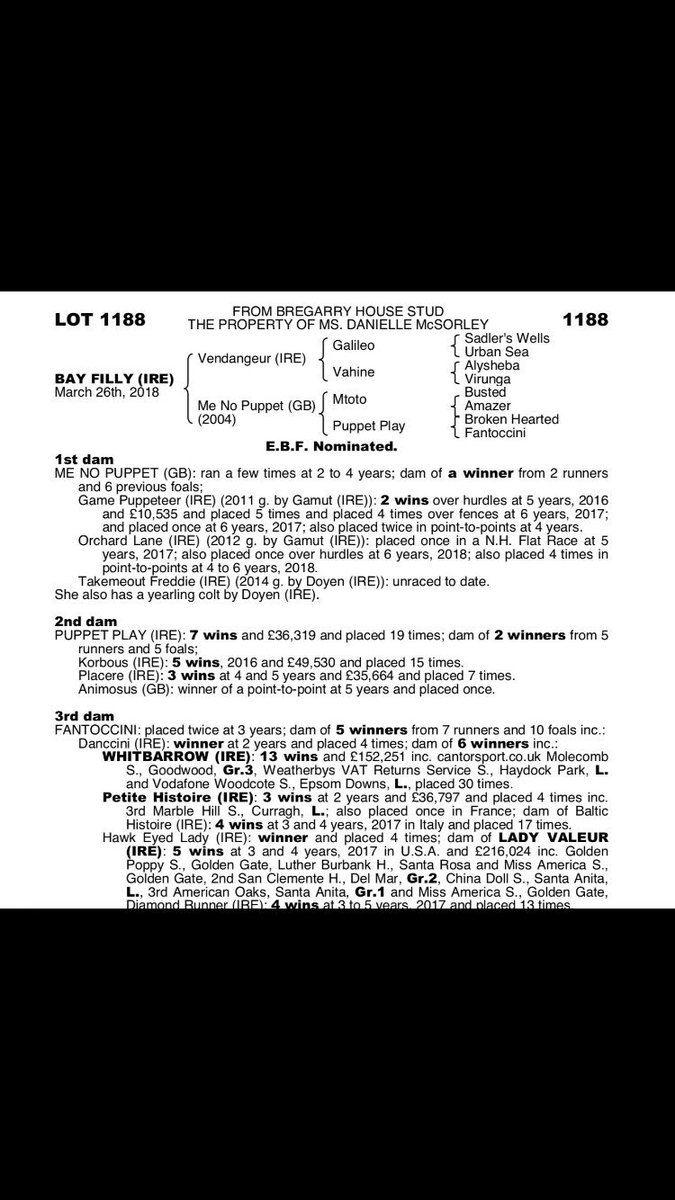 Lot 1188 Bay Filly by Vendangeur x Me no Puppet #TattsNovember