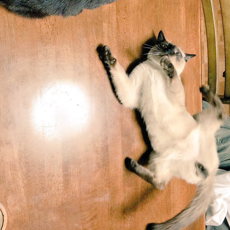 キョーソ Pa Twitter 人様の家を見ていると オス猫のところにオスの子猫が来るパターンが一番仲良くなる気がする メス猫 は子猫がある程度大きくなると突き放すけど オス猫はいつまでも甘やかすから いつまでもおっぱい吸わせるから そして乳首消失