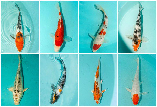 Please be on the lookout for our fish. Someone stole around $8000 worth of koi and goldfish on Thursday night / Friday morning.  If you have any information regarding the stolen koi and goldfish you may call the Lawrenceville Police at (770) 963-2443 and remain anonomous.