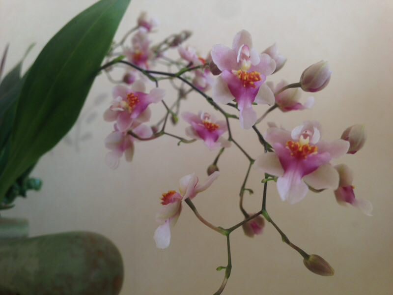 qcyl's tweet photo. 幽兰生前庭，含薰待清风，清风脱然至，见别萧艾中。家里的兰花开了。 https://t.co/xDD4Wz0fQi