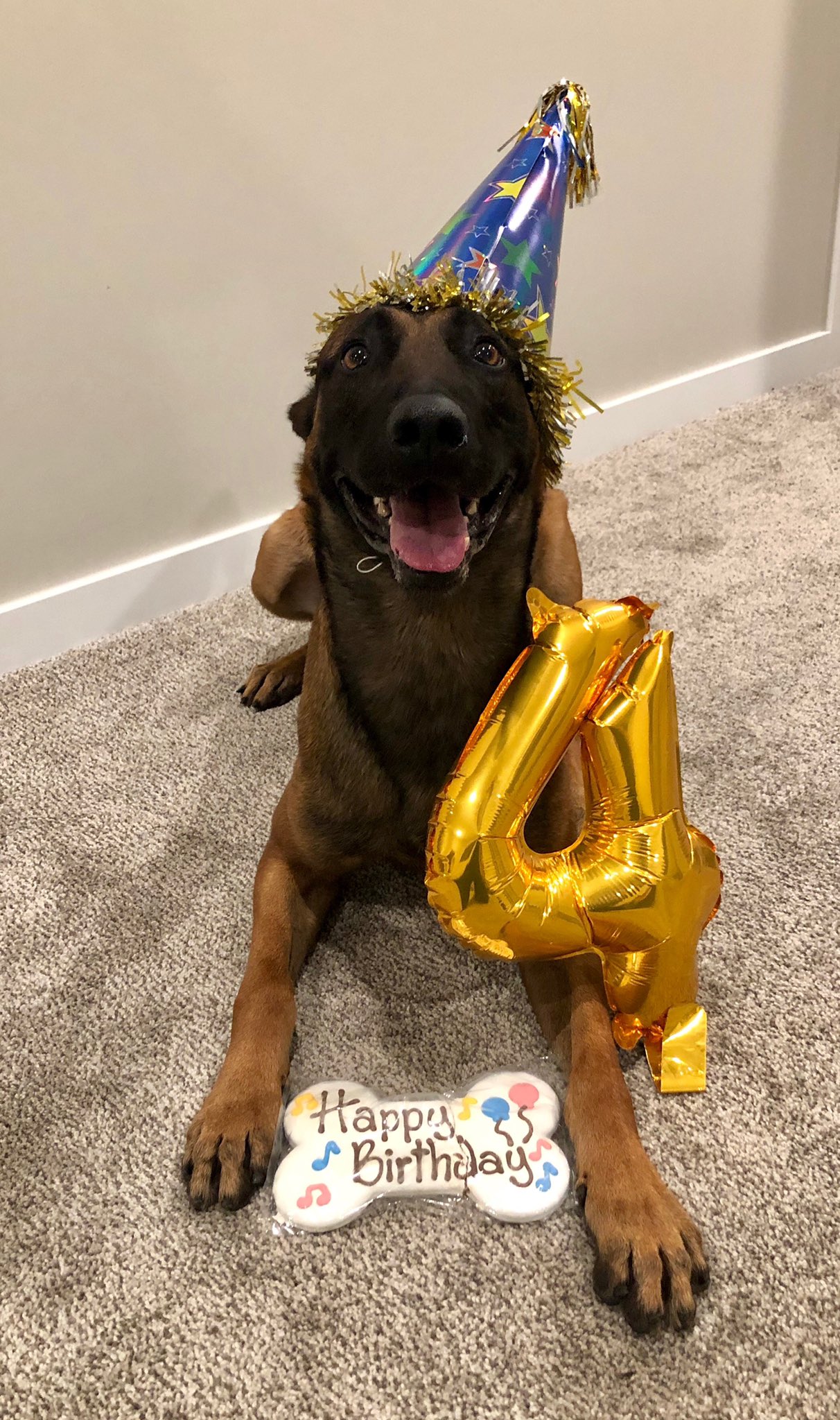 do dogs know when its their birthday