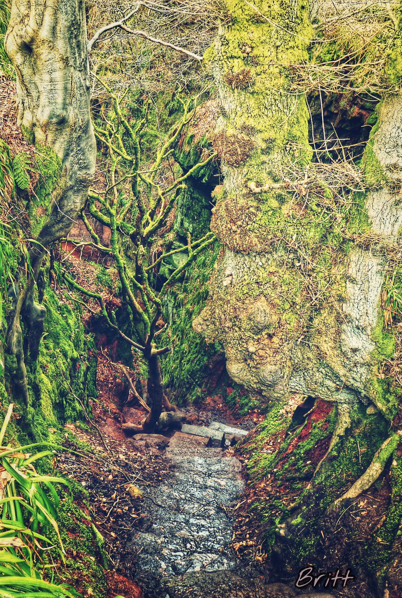 #finnichglen #scotland #landscape  #landscapephotography #thisisscotland #loves_scotland #lovescotland #ilovescotland #ig_nature #igscotland #ig_scotland #insta_scotland #nature #treppe #baum  #tree