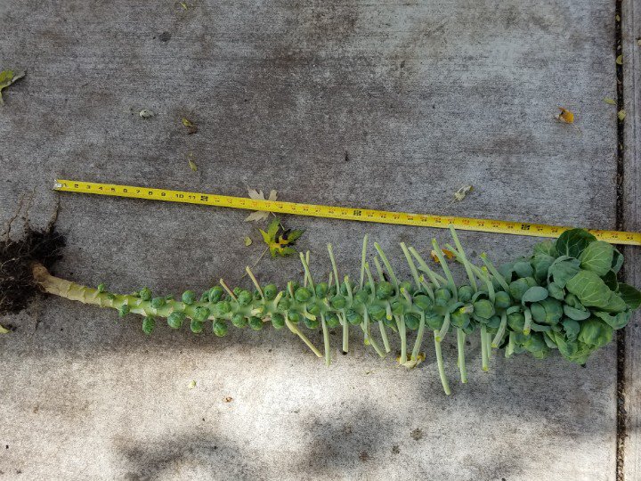 #gardening hashtag on Twitter