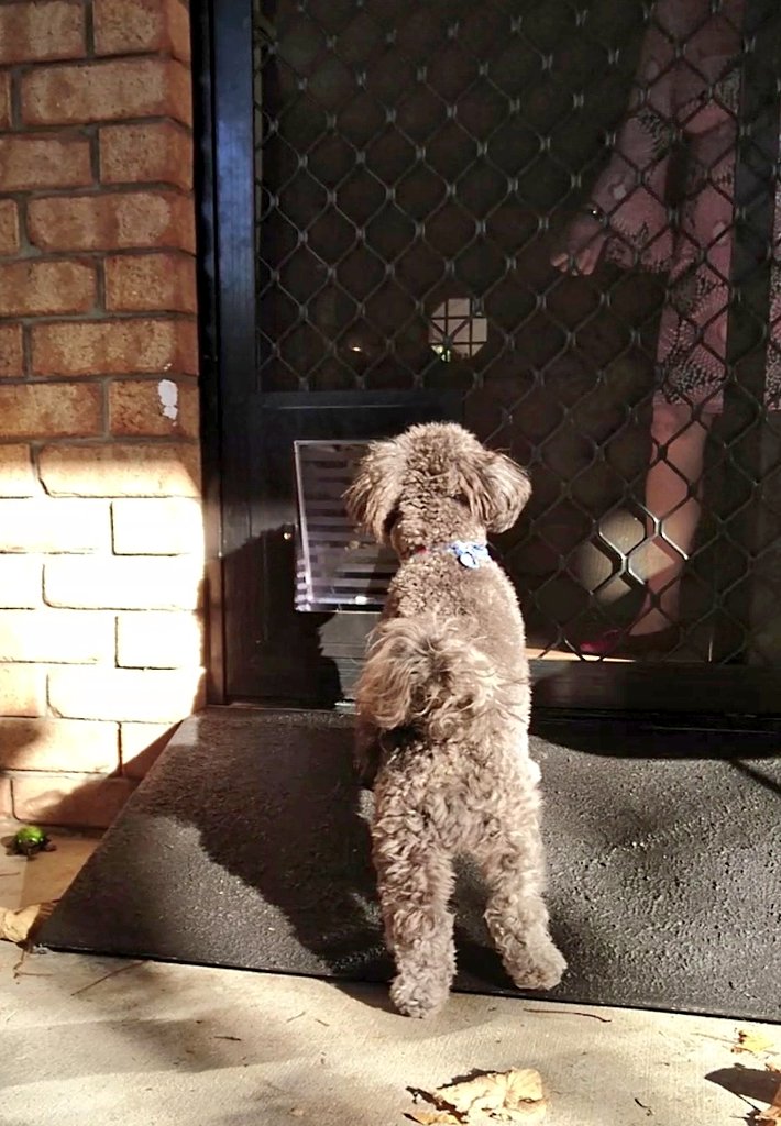 Poppy_MindDogAU's tweet image. It was all a bit strange for little Benji...
He'll get the hang of it pretty quickly though 😍
#Puppies #CuteDogs #TinyTerror