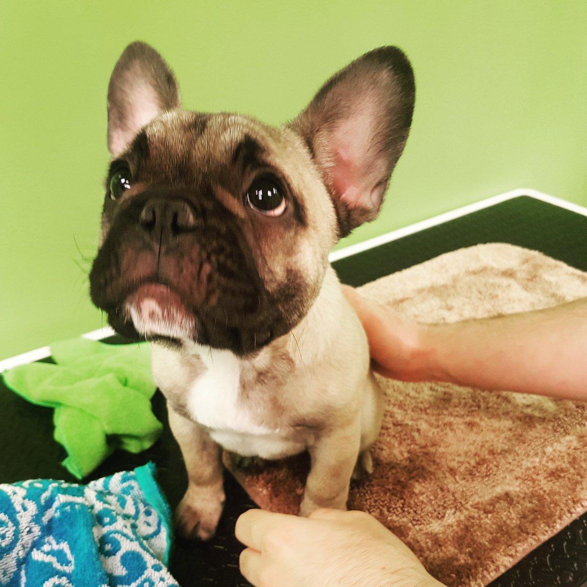 WackyPawsca's tweet photo. Meet Rocky! Adorable little Frenchie puppy! ❤ Came in for his first bath! 
#Toronto #dogs #Frenchie #torontogrooming #adorable #Puppy #thoseeyes #bath #wackypaws https://t.co/IzxD9xxIxb