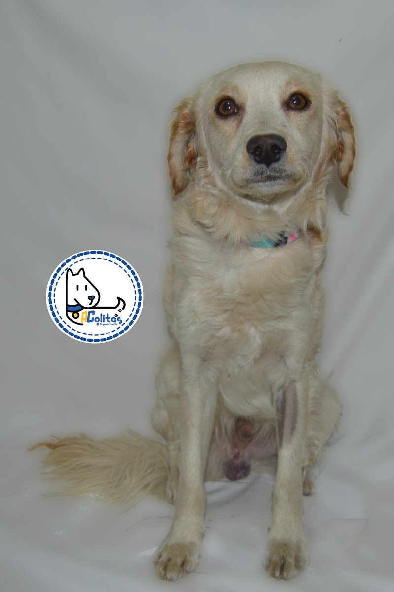 a_colitas's tweet photo. Pude haber sido atropellado en el sector del trébol pero fui rescatado y ahora busco un hogar. Adopción responsable. #AColitas https://t.co/YFAcSgUZ2s