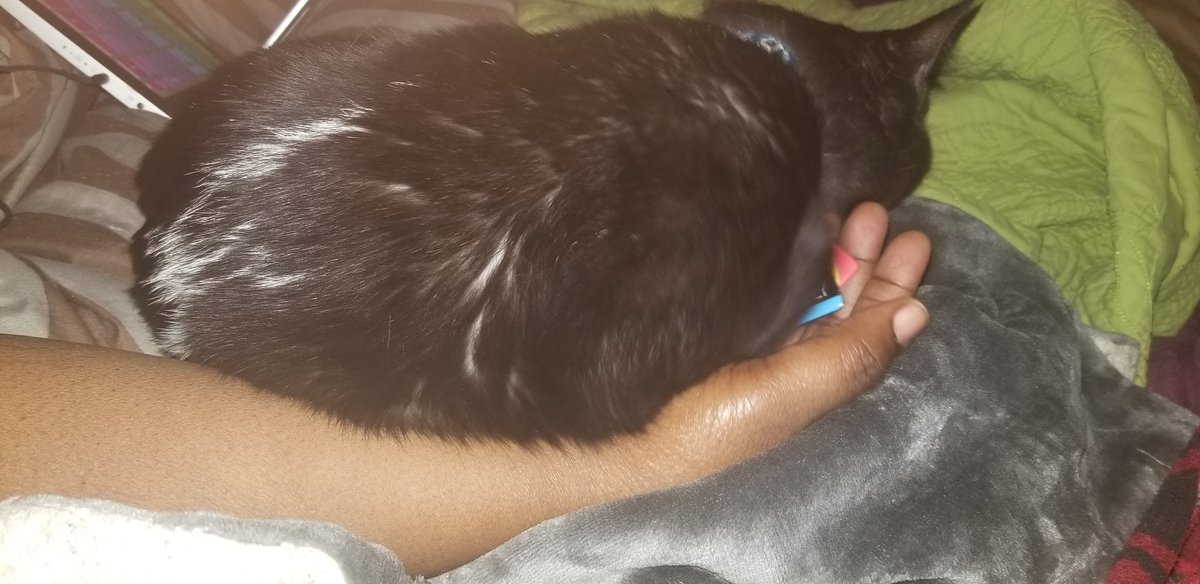 niceguyKC's tweet photo. Walter misses @writersrepublic when she goes to work. So when she returns he sits on her so she won't leave again. #waltertexasranger #handsitter #missthemomma https://t.co/0CqTmwdFUY