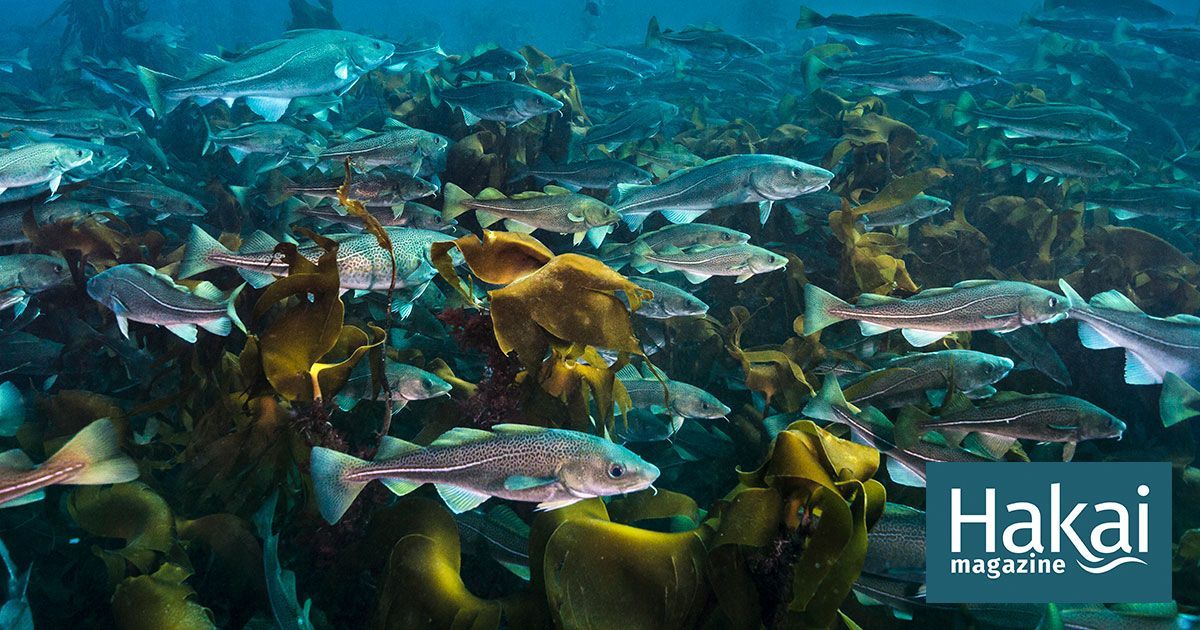 mehganheaneygri's tweet photo. #sustainability is so important! Check out how #fishranching is being enhanced by auditory training. https://t.co/JujM4pkyTe @hakaimagazine #saveenvironment #actionclimate #saveocean #oceanlover #OceanOptimism #SustainableSolutions #SustainableFishing #oceanlife #incrediblenature https://t.co/LB8ULmJEUu