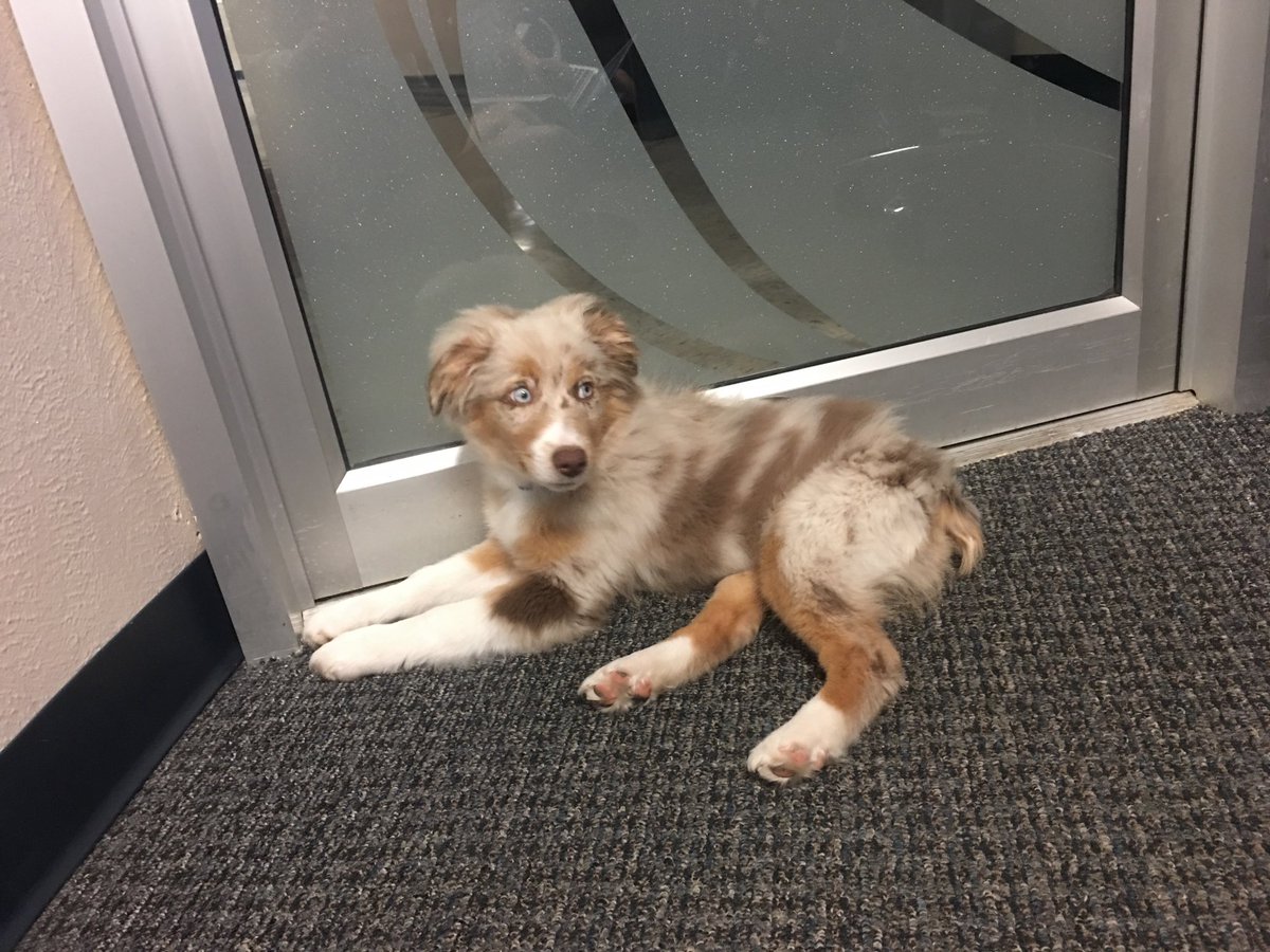 32mandyy's tweet photo. hey twitter this is my best buddy buck 🐶💓 https://t.co/4iAUOpt5GD
