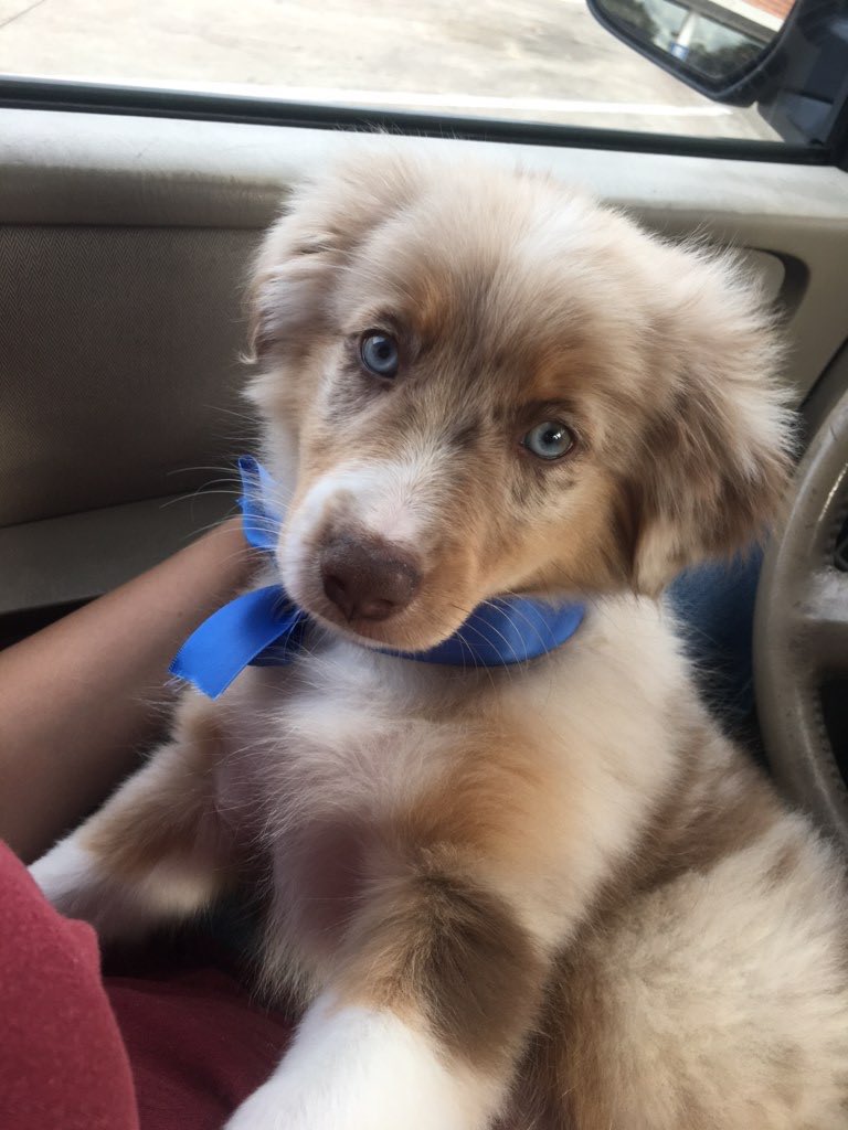 32mandyy's tweet photo. hey twitter this is my best buddy buck 🐶💓 https://t.co/4iAUOpt5GD