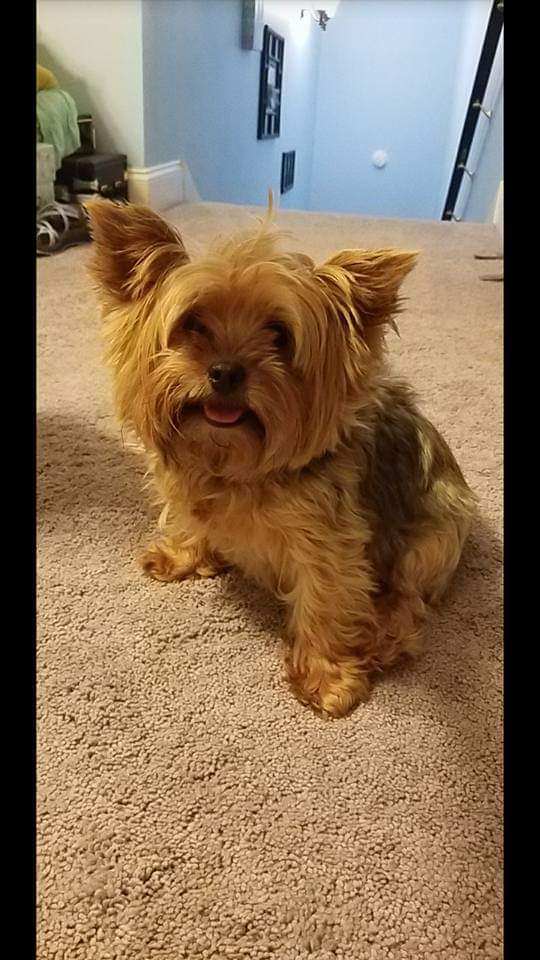 MaceytheYorkie's tweet photo. Throwback to when I looked like the cowardly lion...before the haircut https://t.co/gCqytpLH3x
