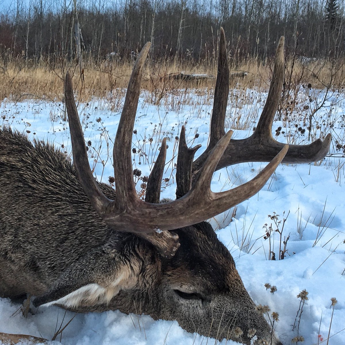 Buck down In Alberta! More pics coming soon! #huntpure #deerhunting #buckdown #whitetail
