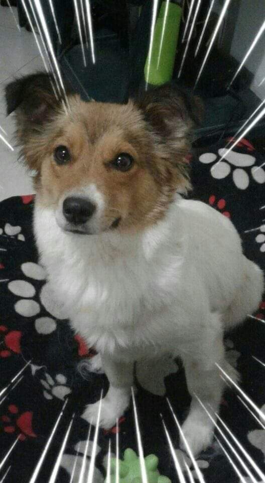 Admafosi's tweet photo. #BarrioGalan de #PteAranda 🐶 #Mouli #Extraviada por favor 🙏 #AyudaConRetweet @AnimalesBOG @losbuscamos_col @bolsaanimalista @PetAngelsCol @fundstphuellas @PlataformaALTO @moni_molano @darcyquinnr @MellanoVha @pasionporperros @kristililley @DianaM_Escobar @MartinSantosR https://t.co/OQ8rnH9wla