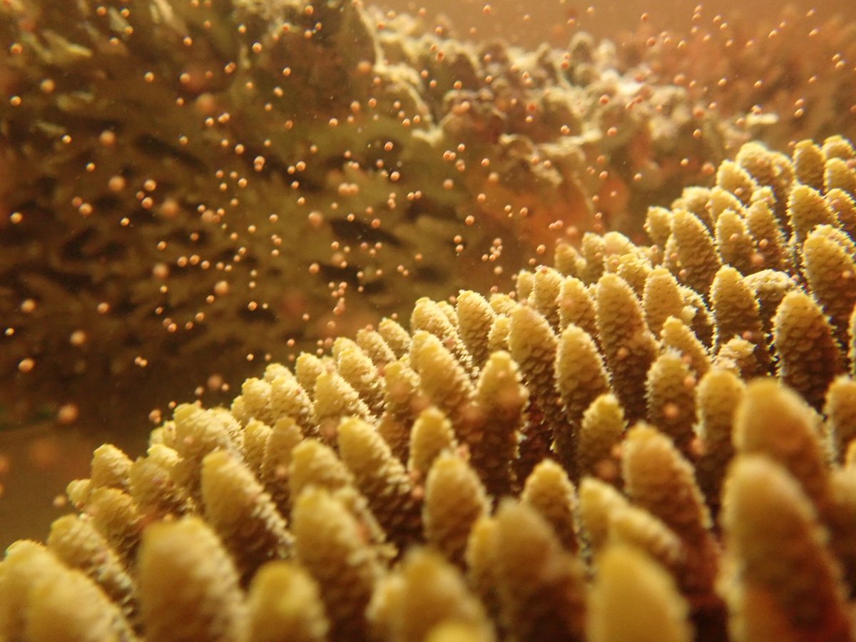 kerryacameron's tweet photo. Welcome to the JCU Coral Spawn Theatre @eduquarium! Showtimes on the poster. No show from the Platygyras last night, but stellar performances from A. tenuis and A. millepora, with best supporting actor nod to A. samoaensis. #larvalrestoration #coralspawning #lovethereef #phdlife https://t.co/WA9WzmboPs