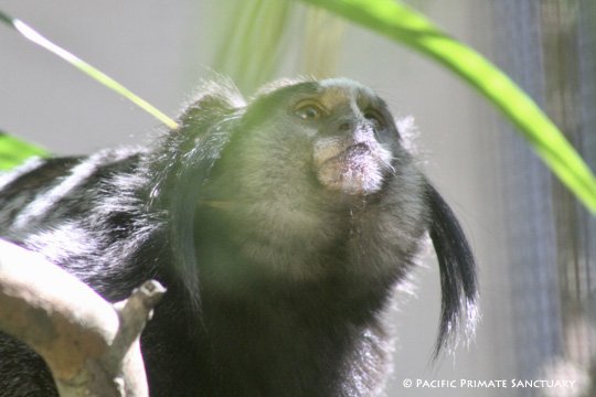 PacificPrimate's tweet photo. Giving Tuesday at Pacific Primate Sanctuary! - https://t.co/Jk8M2i1fXt https://t.co/KUdqUjKg1U