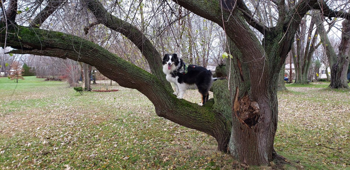 FrogPolice's tweet photo. It's a rare and #special opportunity to gain the #trust of a #FourLeggedFriend to help eliminate #FrogCrime . #FrogPolice https://t.co/eSGBgpr4Oq