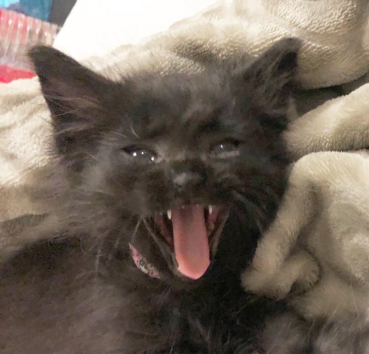 uwu December’s just around the corner and rumor has it <a href="/dokoemusic/">どこへ</a> may or may not have one last show before the end of this year so stay tuned. But what would I know, I’m just a cat 🤪

#dokoe #dokoemusic #mathrock #postrock #sanjose #sj #livemusic