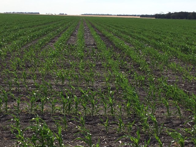 This sorghum at North Star will be powering after falls of up to 80 mm last week!