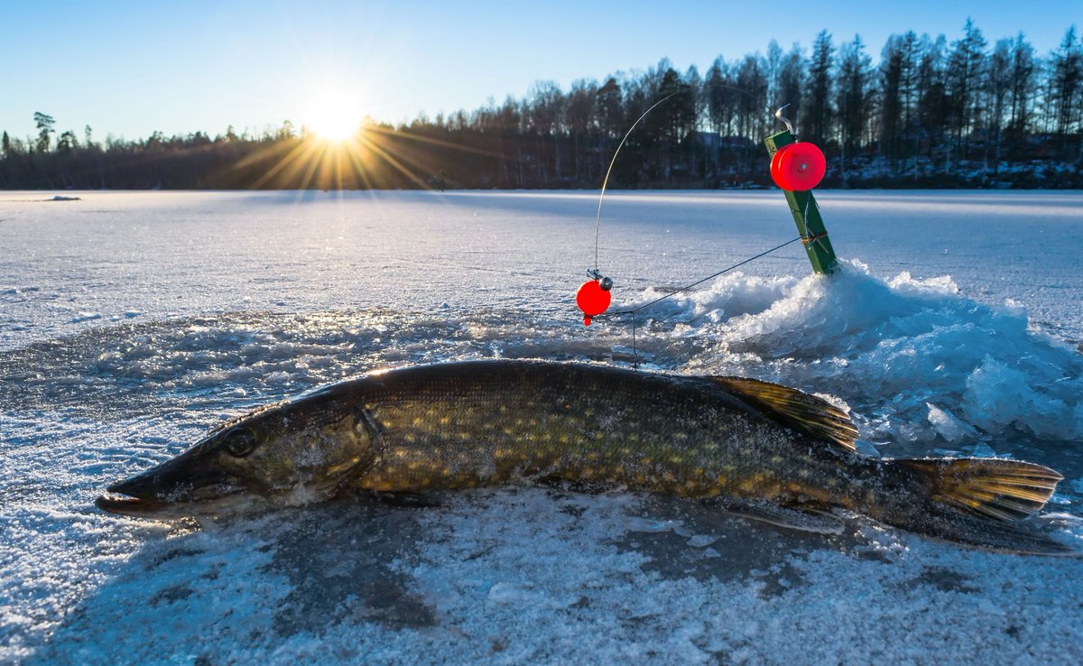 fishfinderbest's tweet photo. Best ice fishing fish finder and ice fishing flasher 

#icefishing #icefishingfishfinder #iceflasher #icefishingflasher #fishfinderforicefishing #fishing #fishfinder #fishfinderreviews #bestfishfinder

❄️ 🎣👍 https://t.co/Yig8xwqMtj https://t.co/AkGS6lXlfi