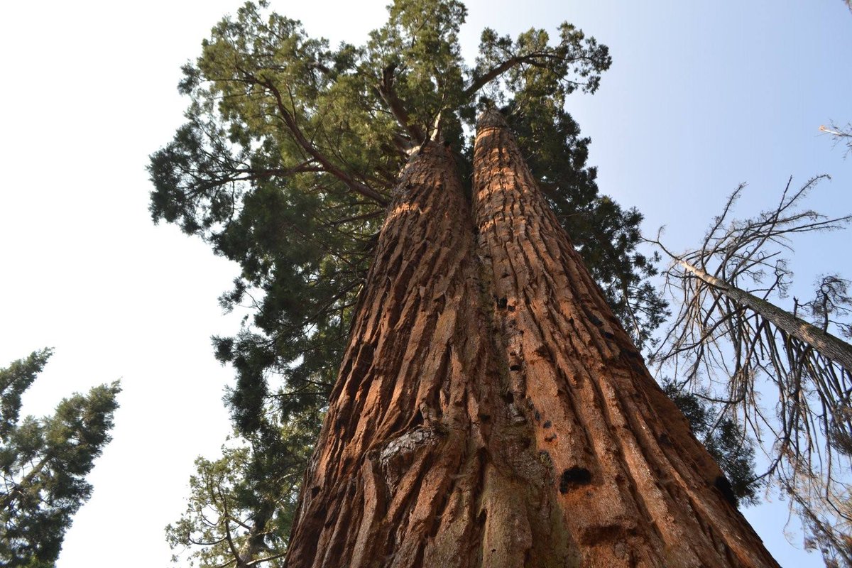 YosemiteNPS tweet picture