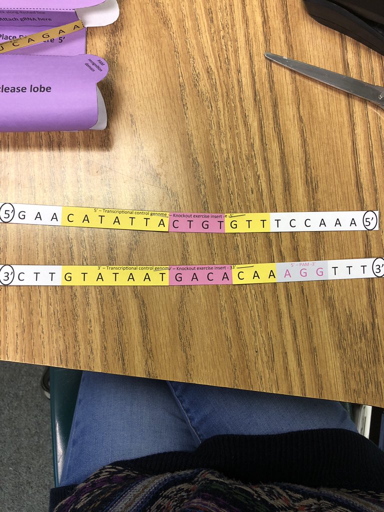 HisrichHeff's tweet photo. The guide RNA helps the recognition lobe recognize DNA. The PAM sequence is recognized by the nuclease lobe and cast 9 cuts 3 base pairs to the left of the PAM sequence. Cell repairs the DNA by inserting bases. https://t.co/VDQztZPy6G
