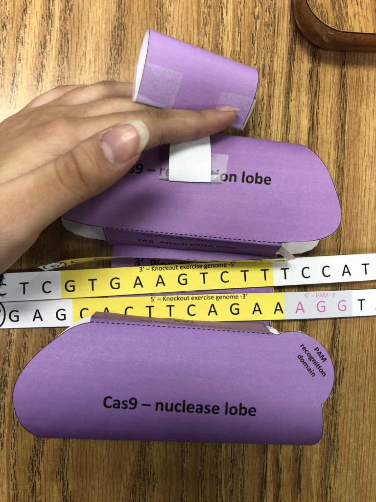 HisrichHeff's tweet photo. The guide RNA helps the recognition lobe recognize DNA. The PAM sequence is recognized by the nuclease lobe and cast 9 cuts 3 base pairs to the left of the PAM sequence. The transcriptional regulator binds to the recognition lobe this can turn a gene on or off https://t.co/MhYLuwNAf1