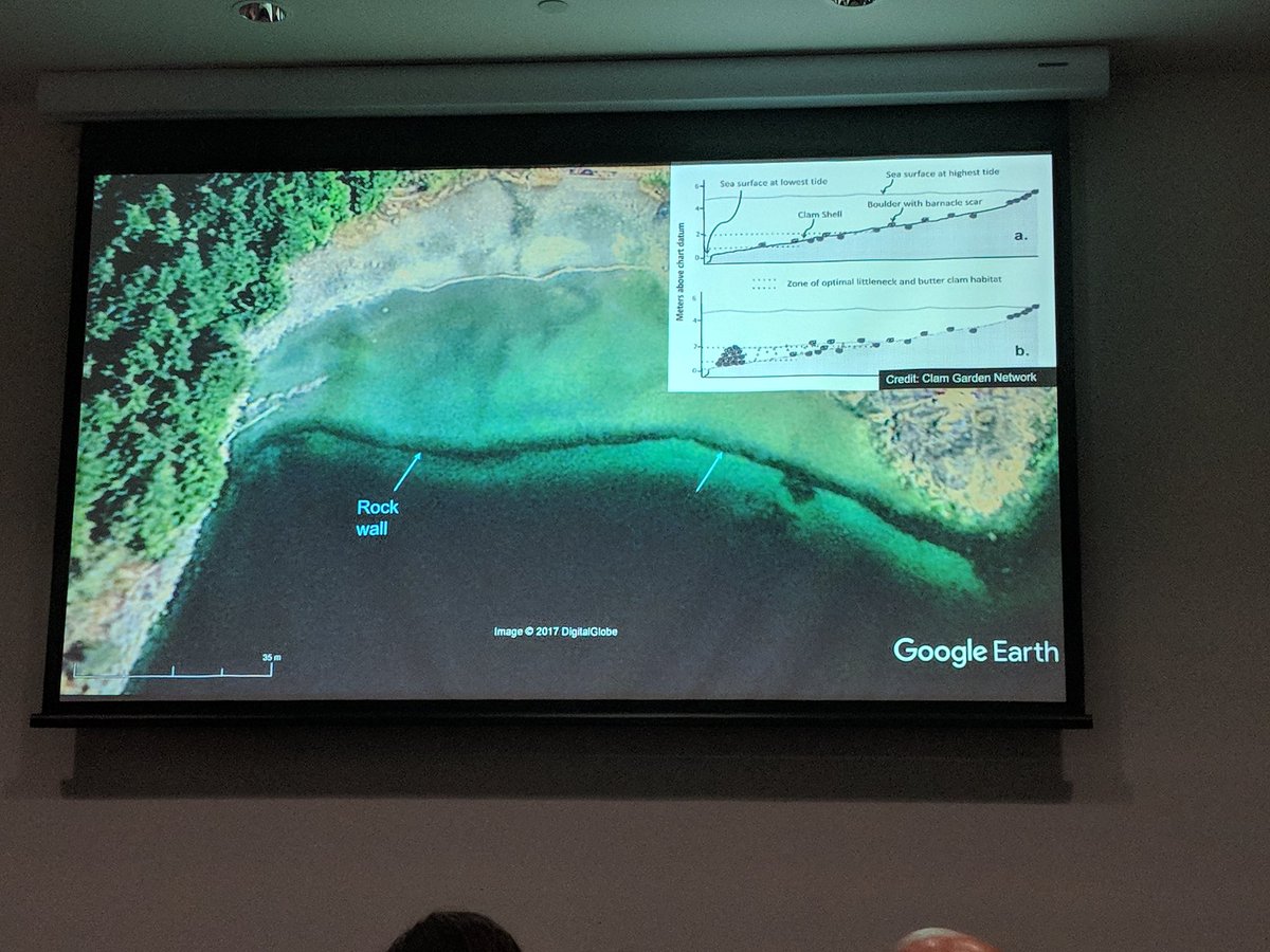 EcolSocAus's tweet image. Working with indigenous communities creates more robust research with insights from many perspectives. Morgan Black tells  us about the clam gardens of Vancouver Island that produce more than just clams #ESAus18 #indigknowledge