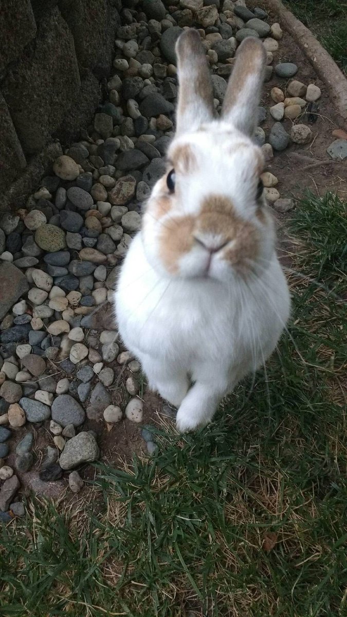 ExploringV's tweet image. Betty was our yard rabbit.  She passed away yesterday.  I miss her terribly.  She was eight years old, I think, even though female rabbits don’t like to reveal their true age. My world is a little more empty now.  God Bless Her!  Until we meet again my friend!  Hip Hop!