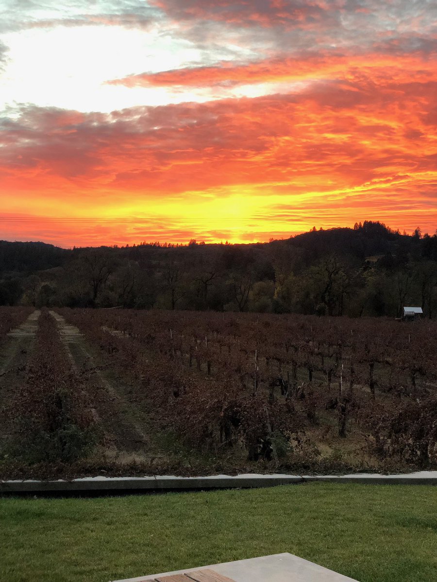 vintapwine's tweet photo. Vineyard view. #peregrineranch https://t.co/1QX5u9f9Ka