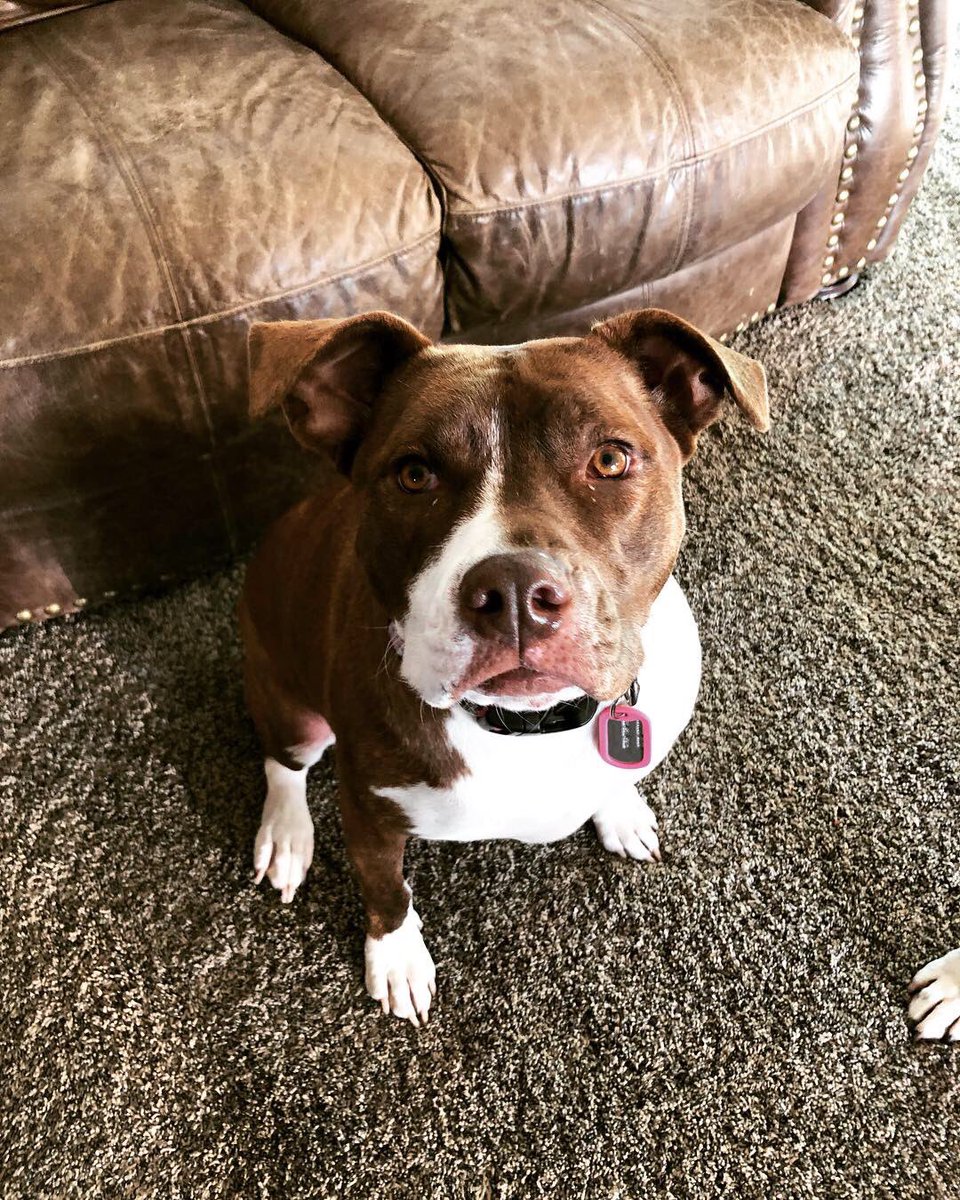 dustyrose____'s tweet photo. Louise &amp; Gene adopted the same day two years apart &amp; cute as shit. https://t.co/xUBMU750BE