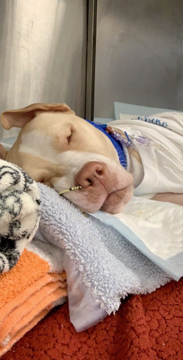gcvspecialists's tweet photo. This is Colby. He came in to see us as a VERY #criticalemergency. All 3 of our board-certified criticalists worked on him &amp; our techs took his vitals every 30 min, 24 hours a day, for days. We are THRILLED that Colby was able to GO HOME! #werenotcryingyourecrying #okwearesobbing https://t.co/VpnszgGKMD