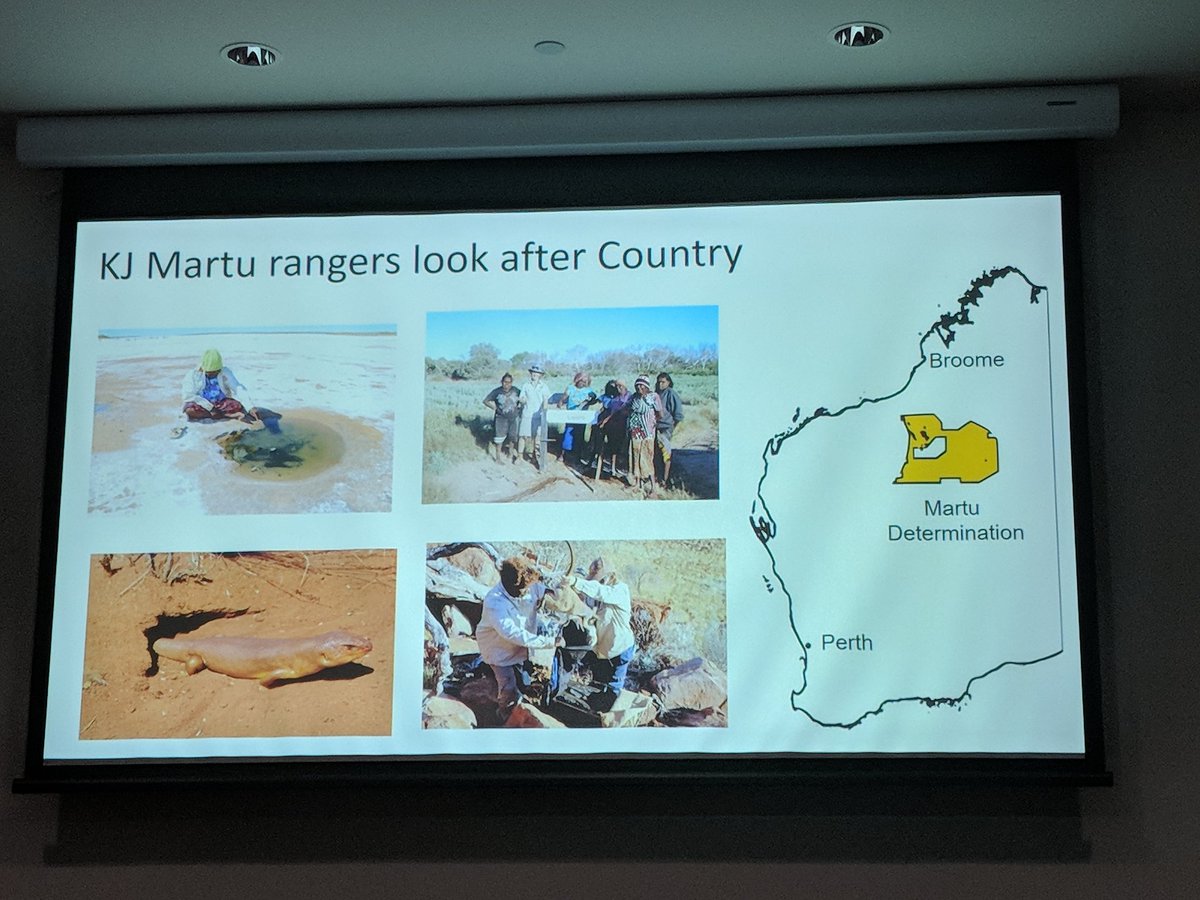EcolSocAus's tweet image. Collaboration with Martu Indigenous rangers is instrumental for bilby research and conservation: Dr Anja Skroblin and colleagues  #ESAus18 #indigknowledge