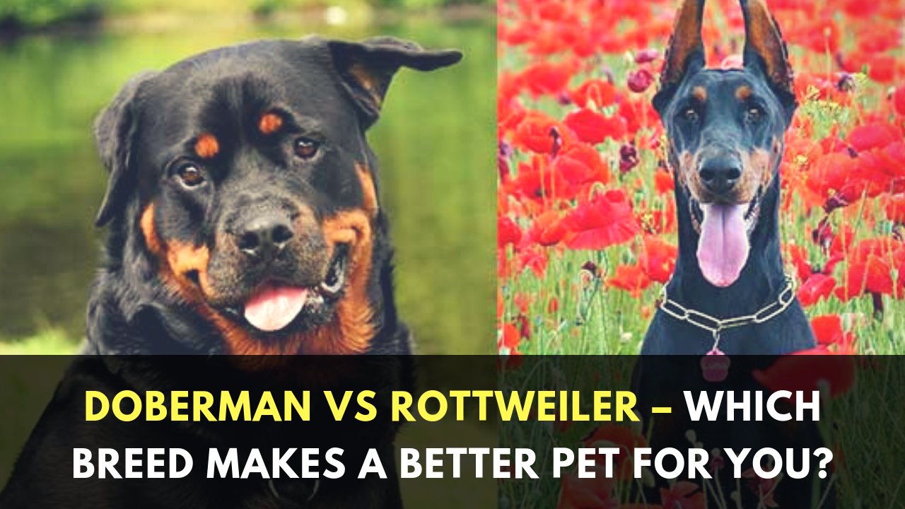 Which Dog Is Better Doberman Or Rottweiler