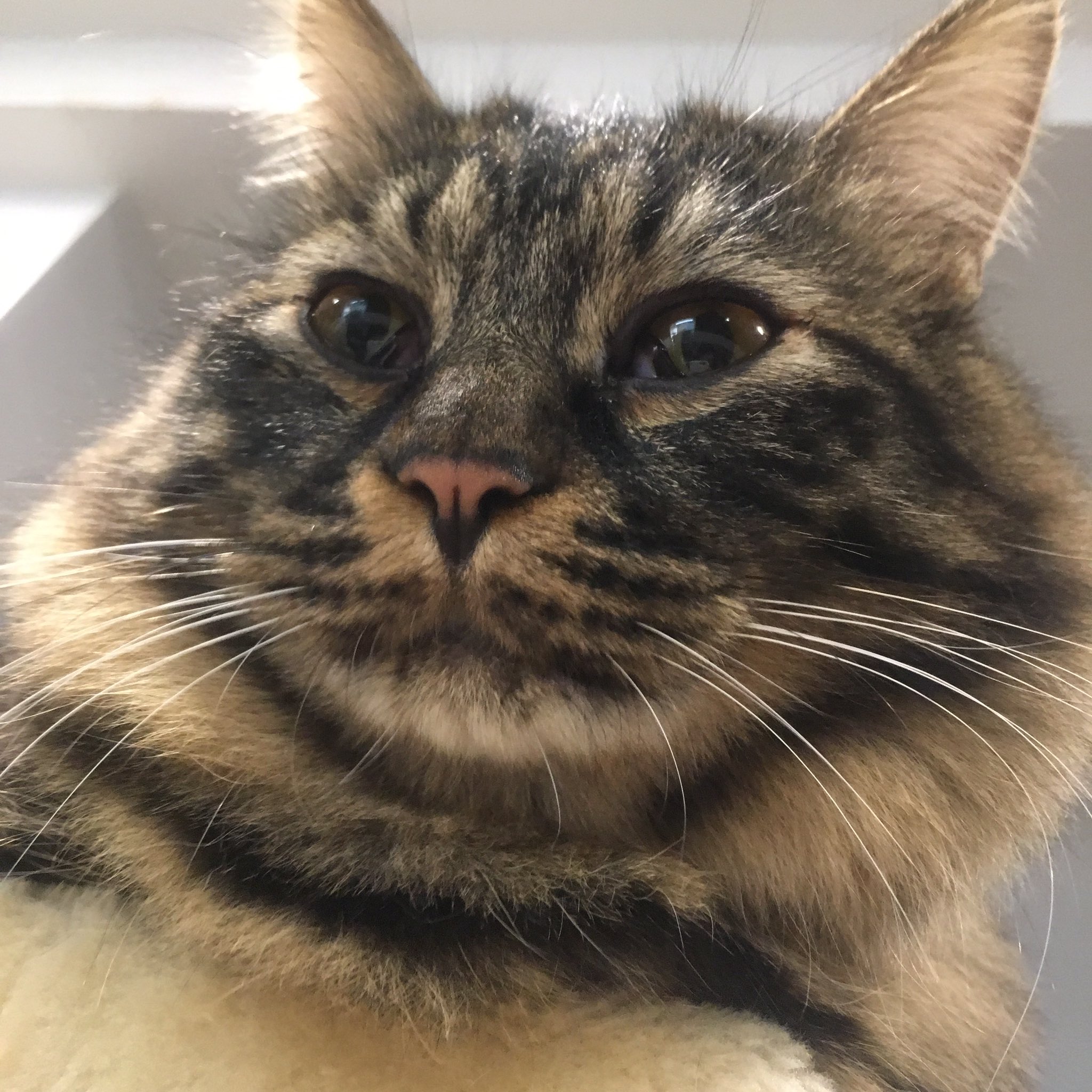猫カフェc F D 公式 猫の ふぐふぐ ってご存知ですか 私もマネージャー から教えてもらいました 鼻タブ ひげ袋 英語ではウィスカーパッドというみたいです グーグル先生より ぜひ猫ちゃん達のふぐふぐを写真におさめてください 猫カフェc F D 公式 猫の ふぐふぐ ってご存知ですか 私もマネージャー から教えてもらいました 鼻タブ ひげ袋 英語ではウィスカーパッドというみたいです グーグル先生より ぜひ猫ちゃん達のふぐふぐを写真におさめてください