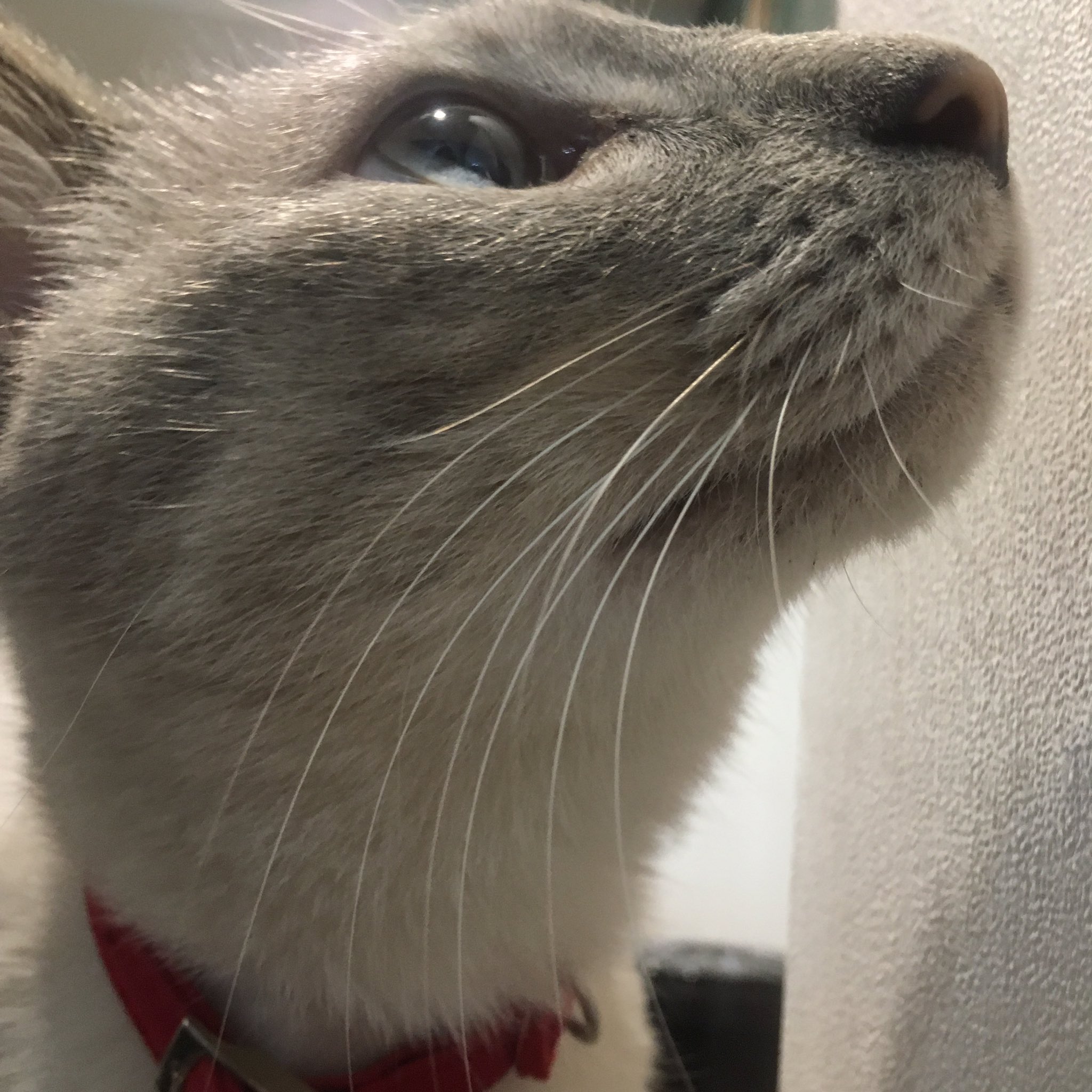 猫カフェc F D 公式 猫の ふぐふぐ ってご存知ですか 私もマネージャー から教えてもらいました 鼻タブ ひげ袋 英語ではウィスカーパッドというみたいです グーグル先生より ぜひ猫ちゃん達のふぐふぐを写真におさめてください