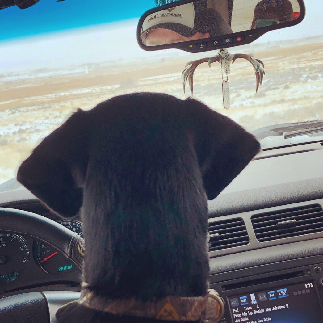 apgundogs's tweet photo. Side kick, shot gun, wing man, right hand dude - ole Deets. When training a young dog, you spend a lot of “quality” time - enjoying every second with this young’un! #blacklab #blacklabpuppy #labrador #retriever #labpuppy #gundog #labsofinstagram https://t.co/rJ0wwvoYKk